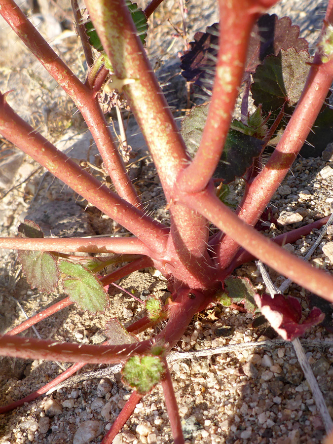 Red stems