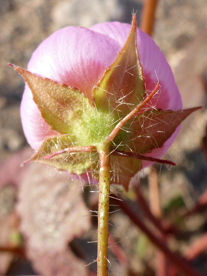 Calyx lobes