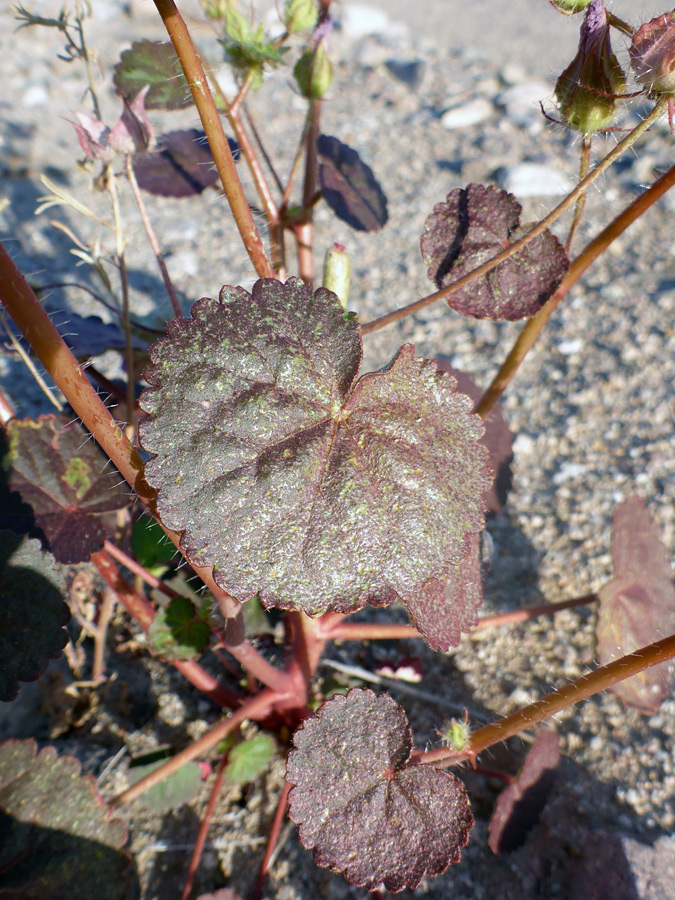 Heart-shaped leaves