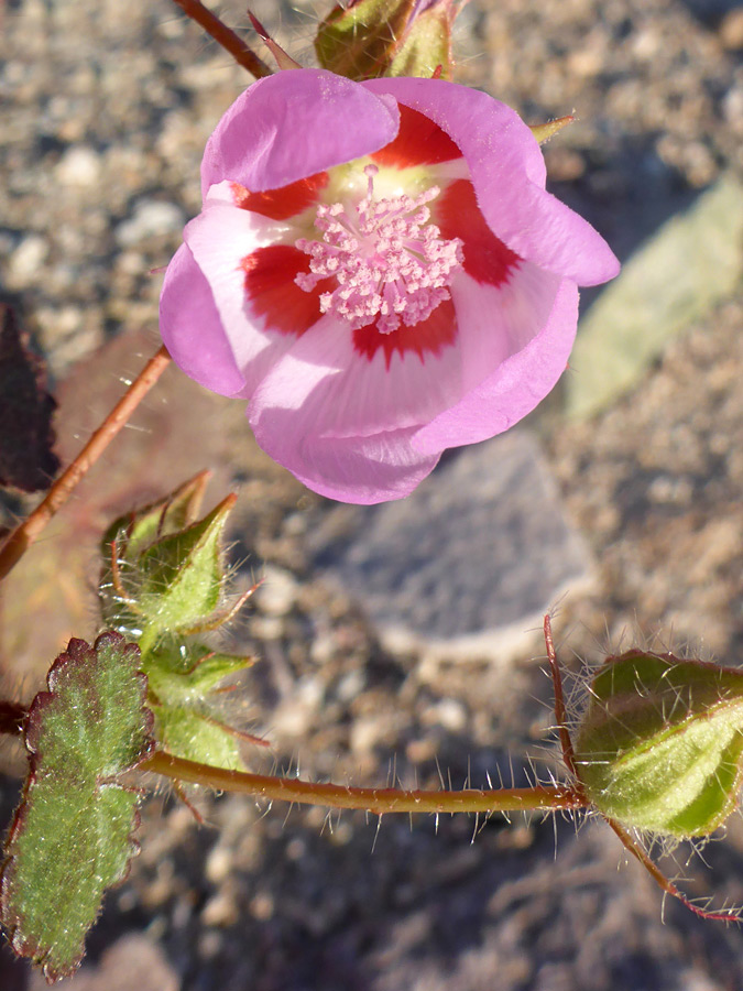 Flower and stem