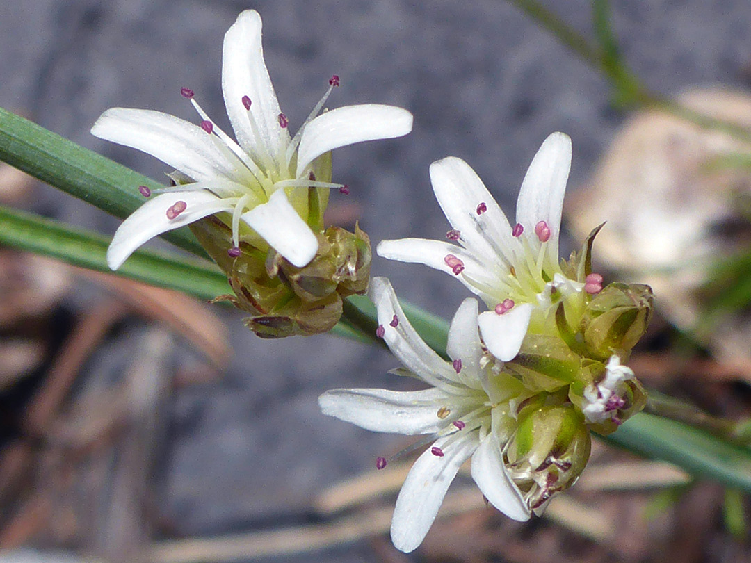 Two flower clusters