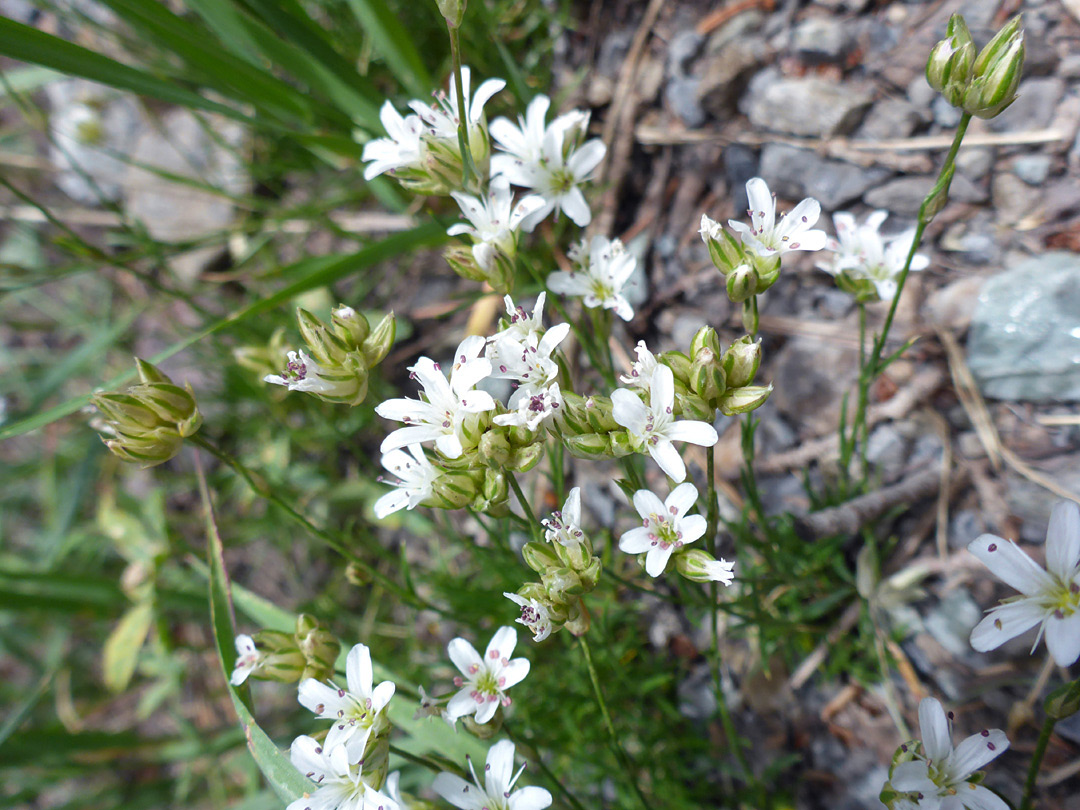 Flowering stems