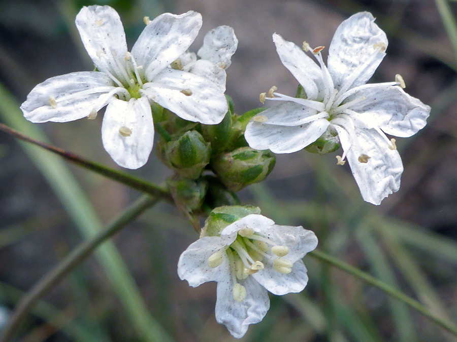 Flowers and buds