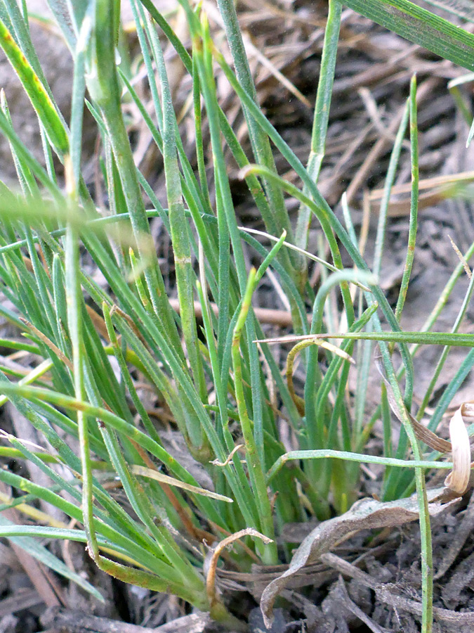 Grass-like leaves