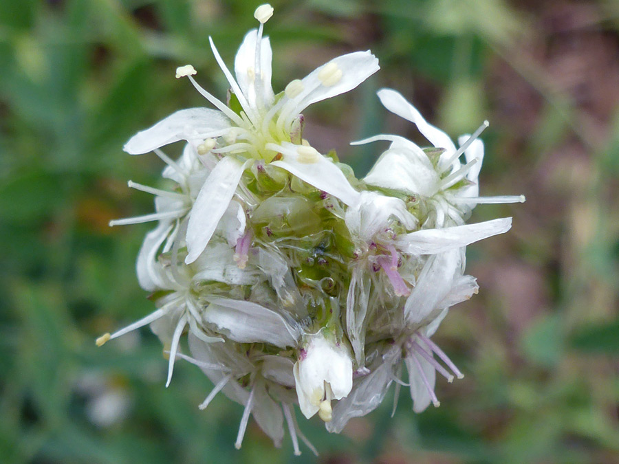 Flower cluster