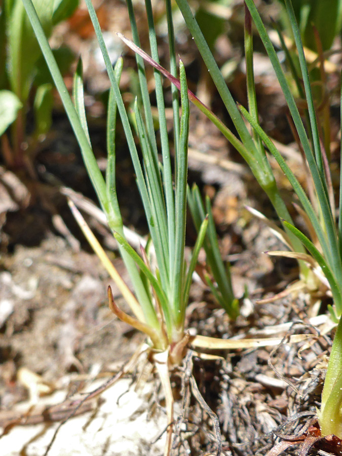 Stems and leaves