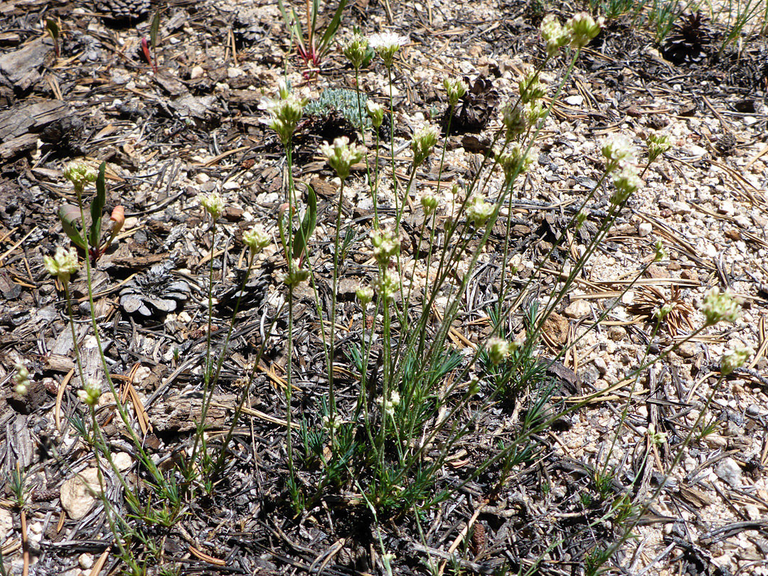 Group of plants