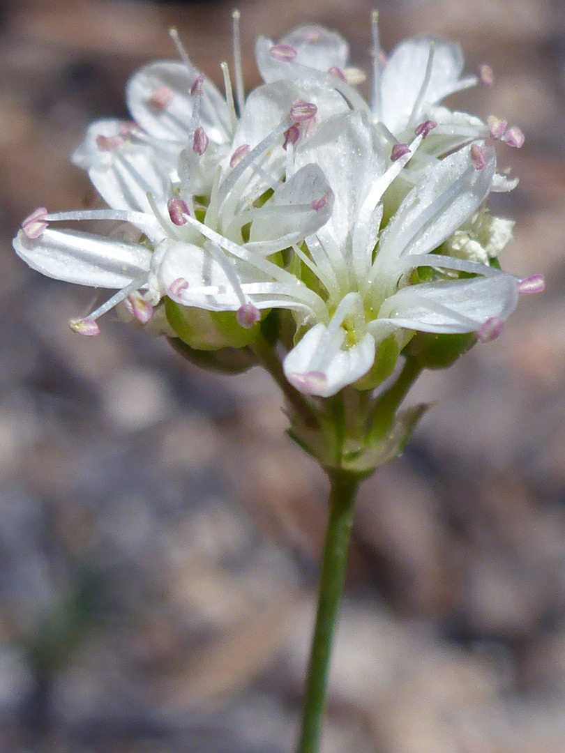 Compact flower cluster