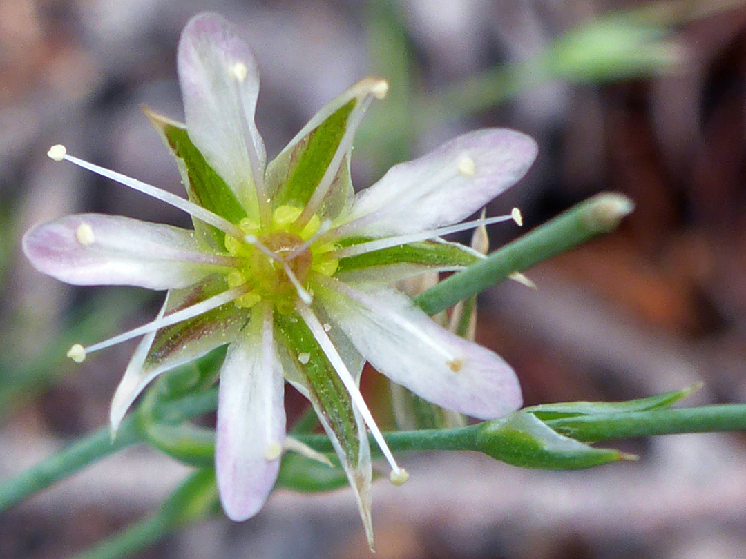 Pinkish-white petals