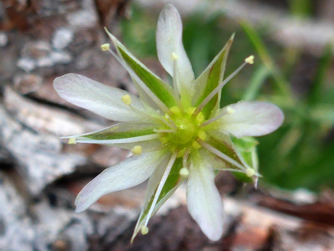 Greenish flower