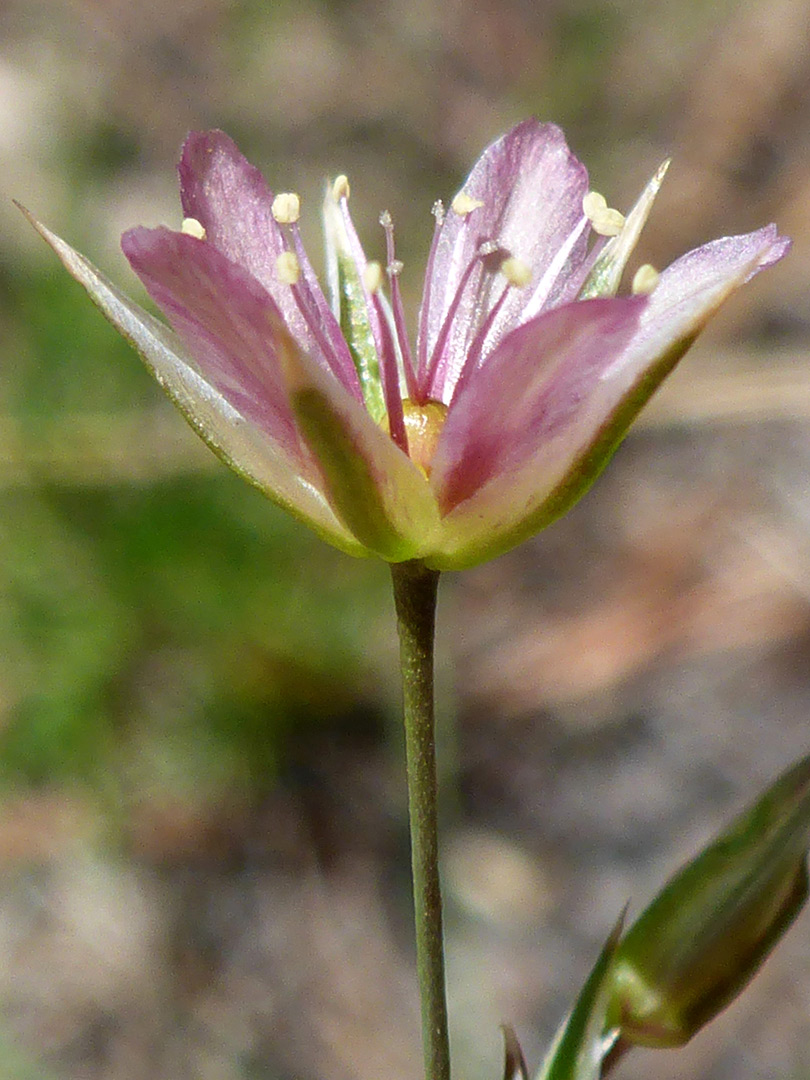 Green sepals with whitish margins