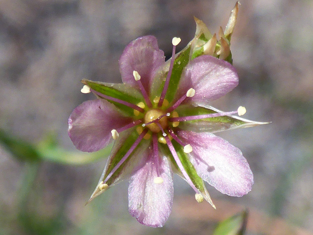 Purple stamens with yellow anthers