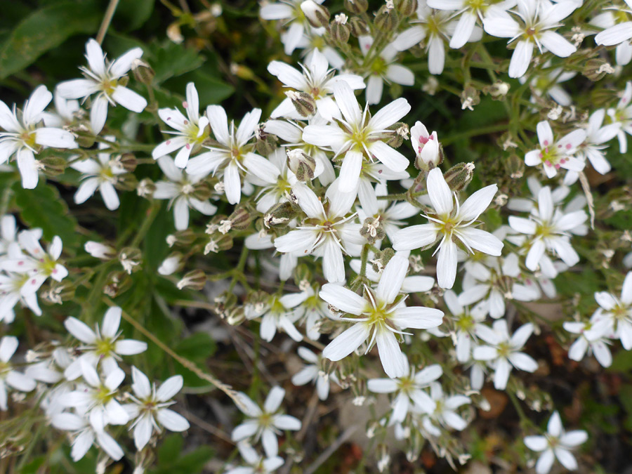 Many flowers