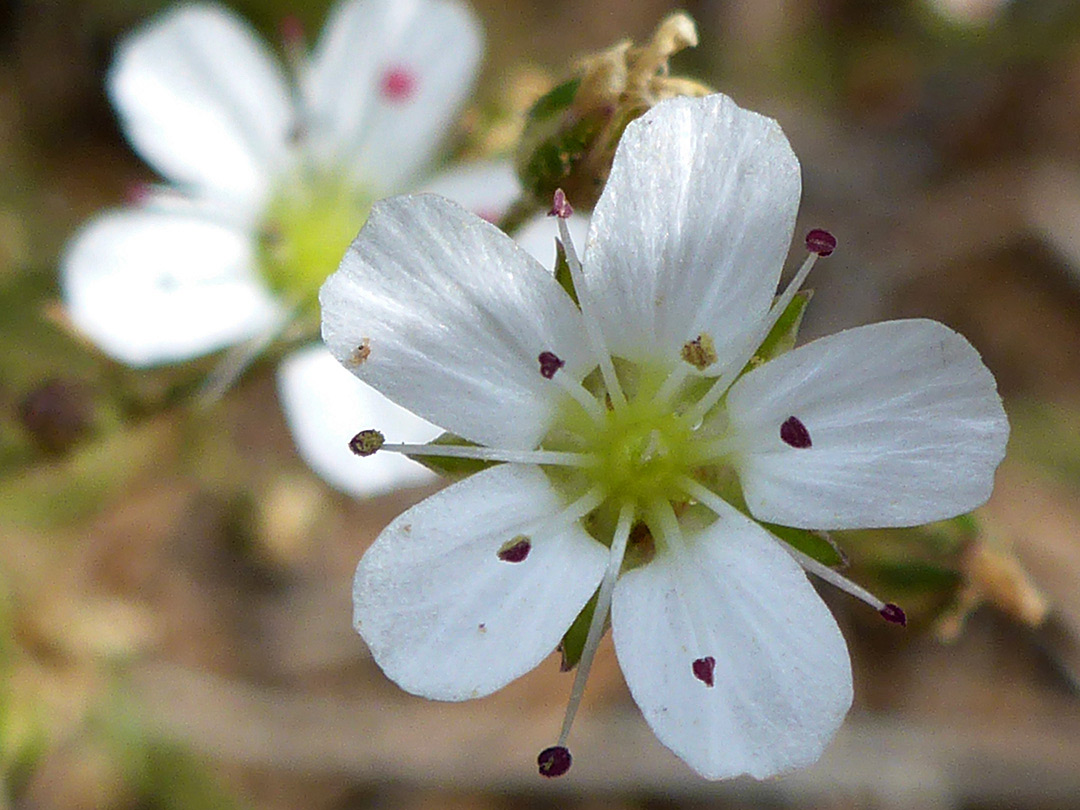 White petals and purple anthers