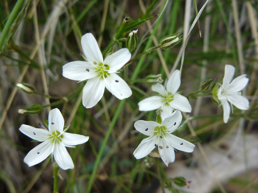 Brown-tipped stamens
