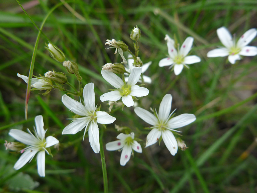 Group of flowers