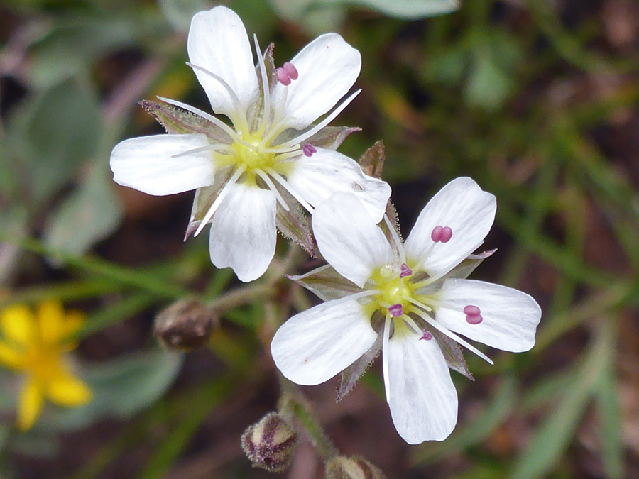 Two flowers