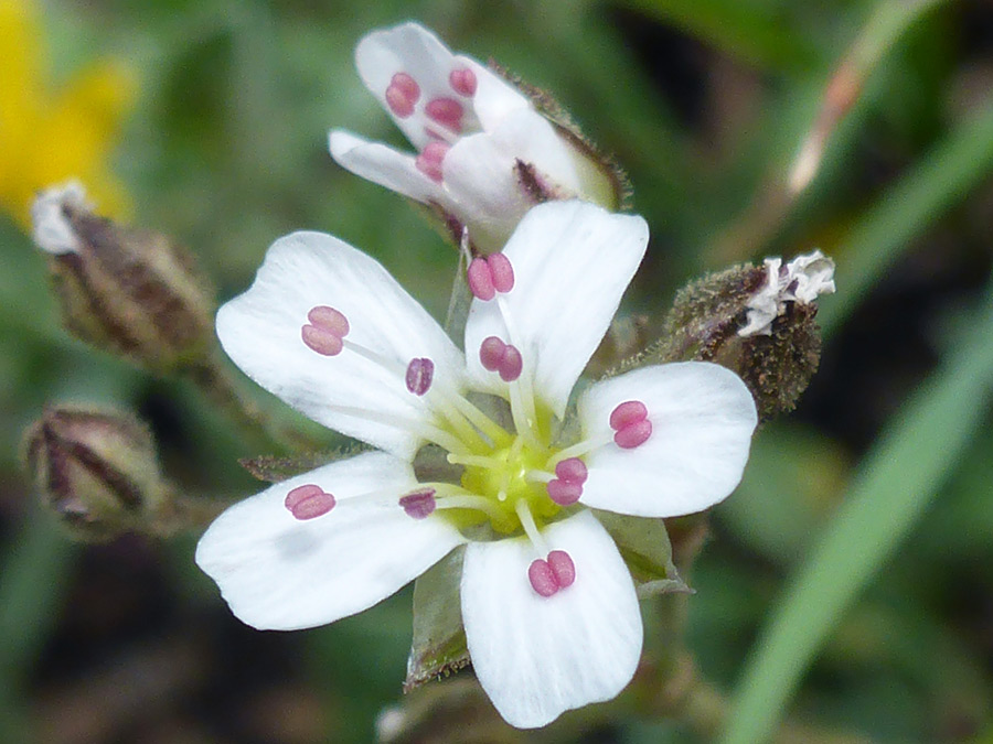 Purple anthers