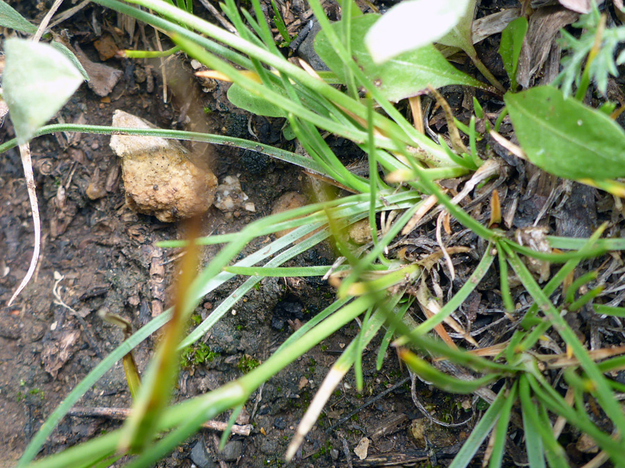 Basal leaves