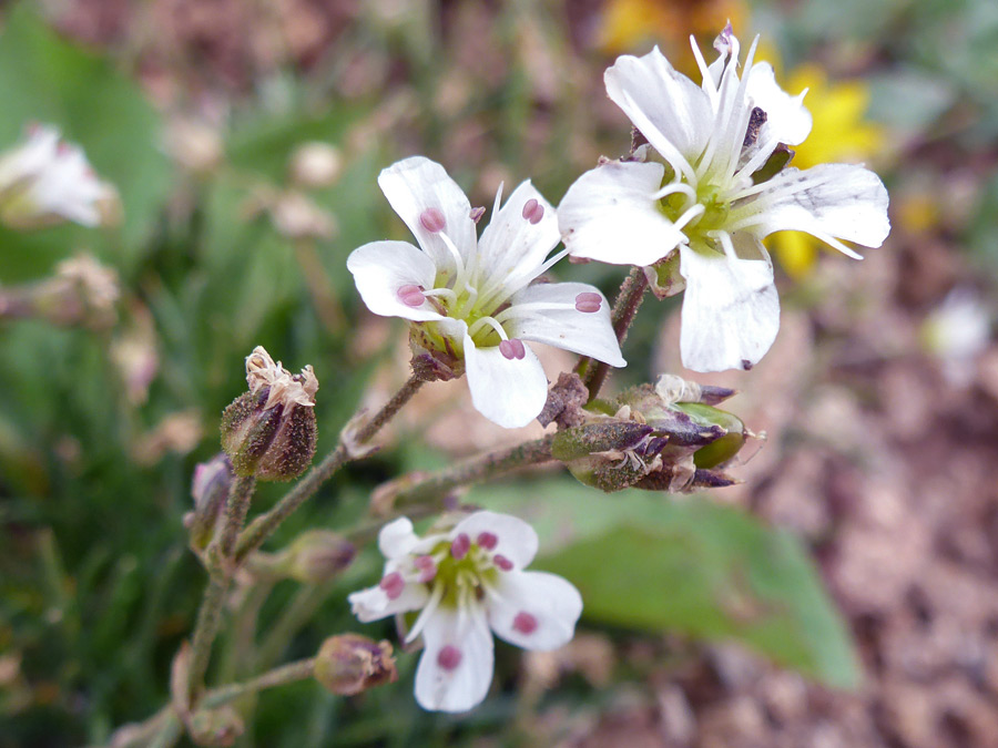 Flowers and fruit