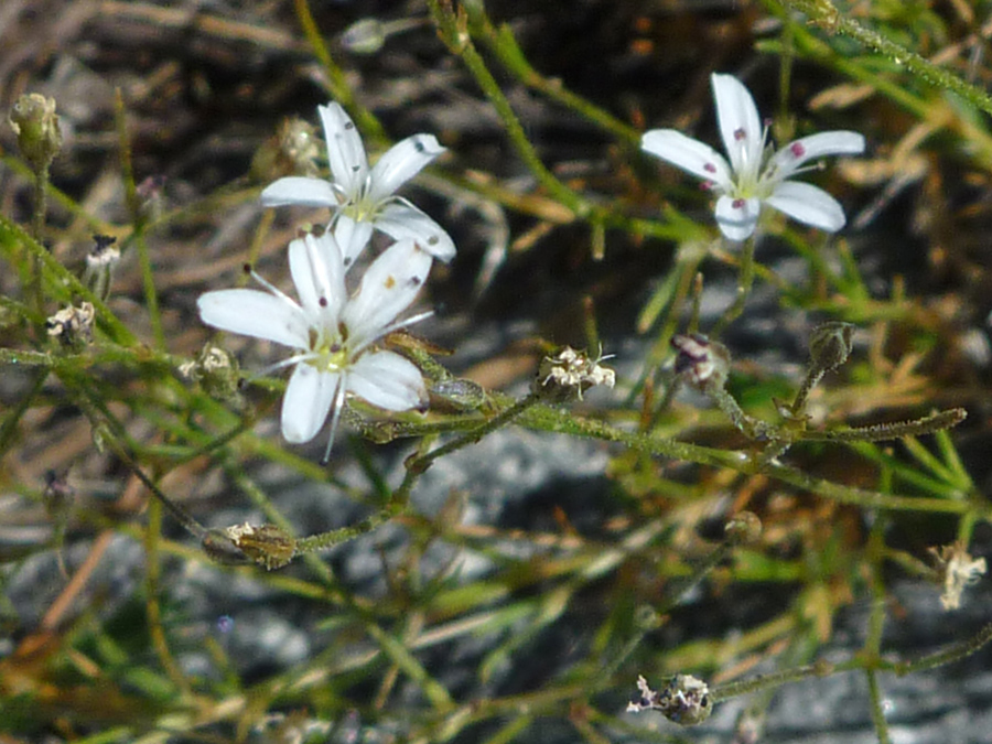 Three white flowers