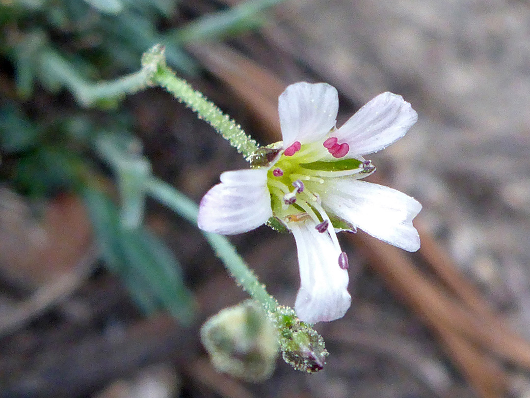 White petals and purplish anthers