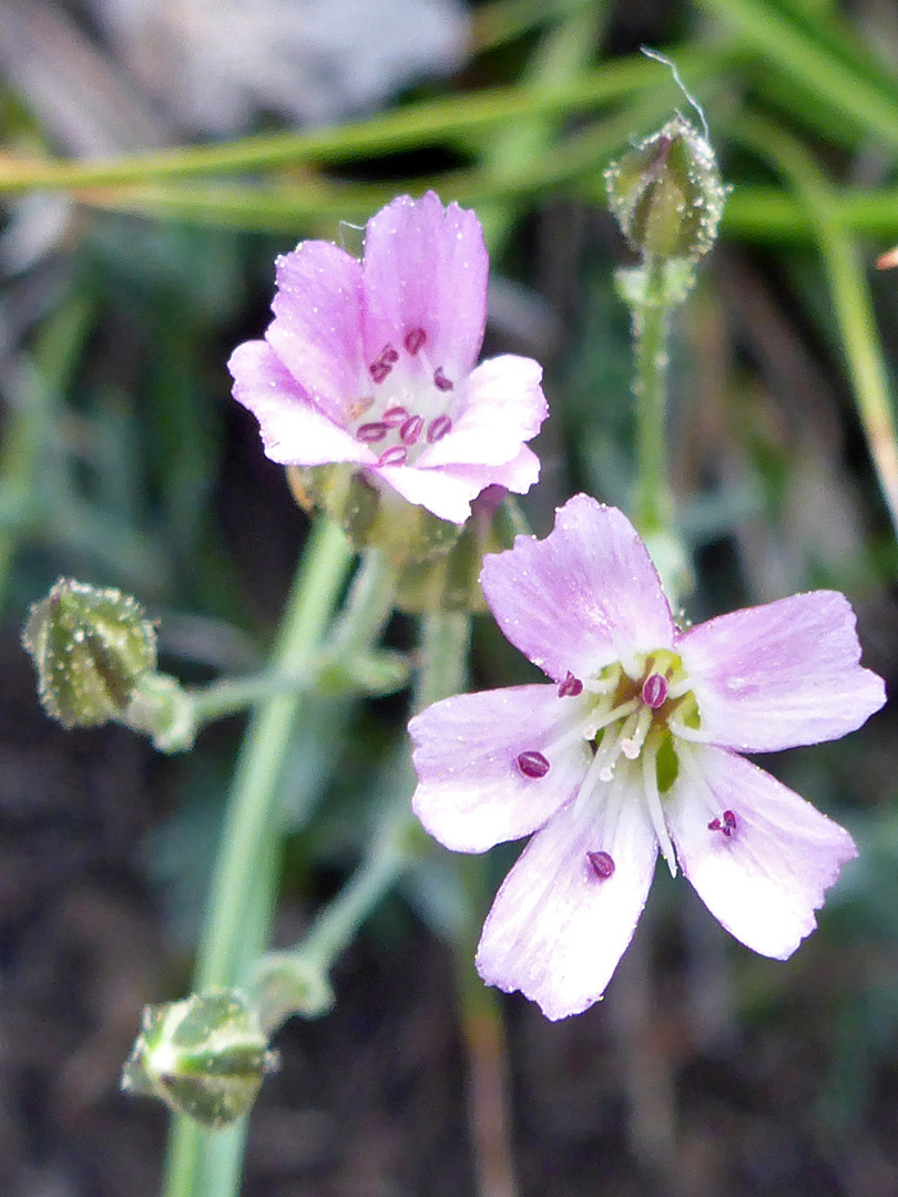 Pale pink flowers