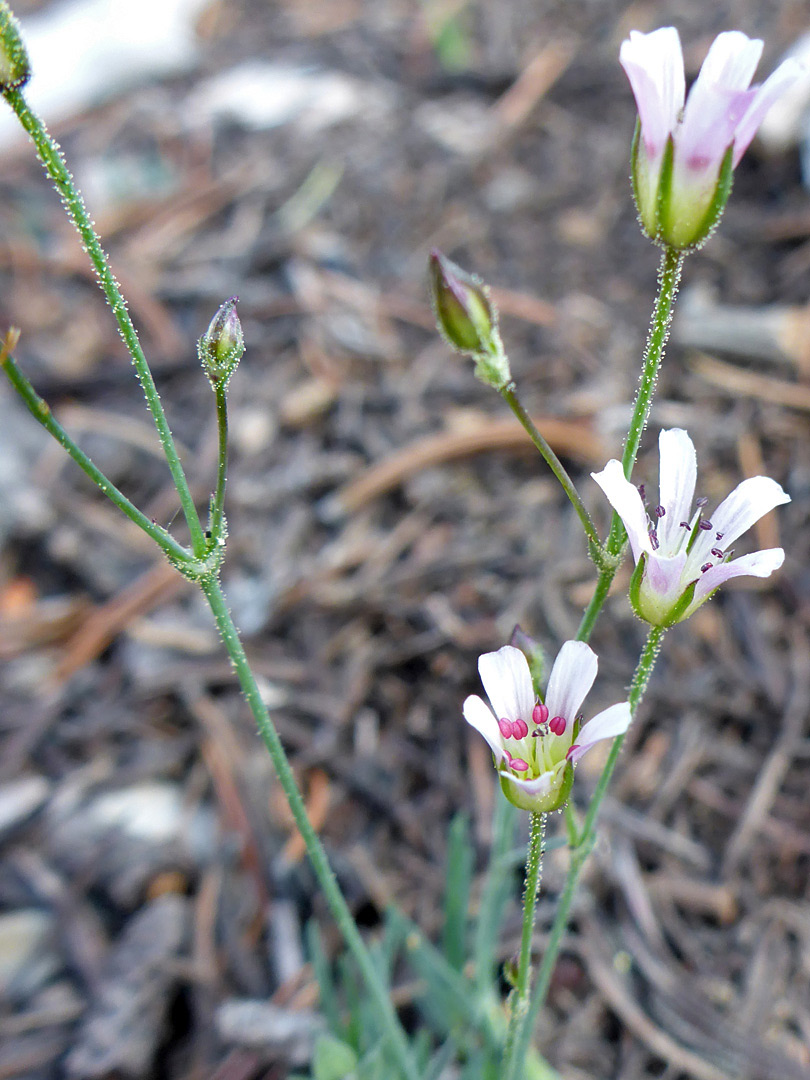 Gralndular stems