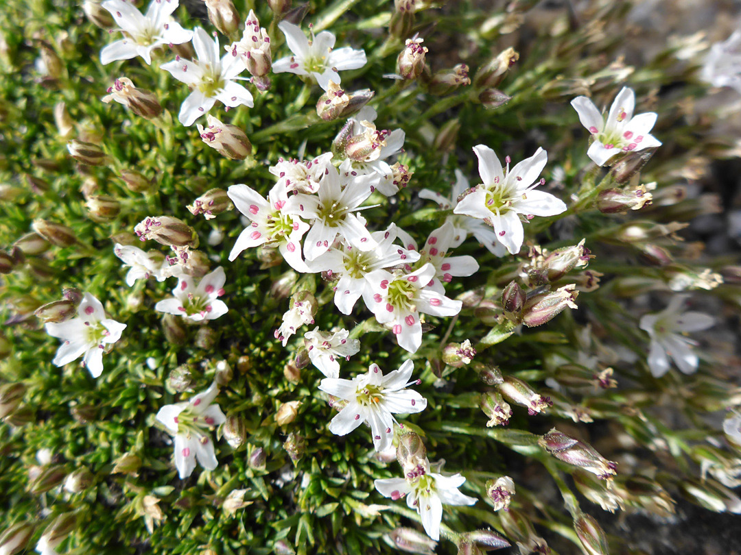 Many flowers