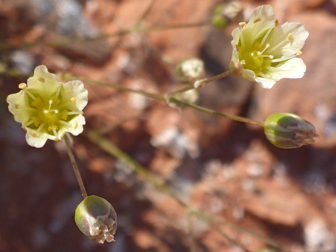 Pale yellow flowers