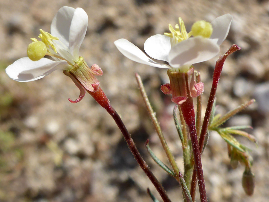 White flowers