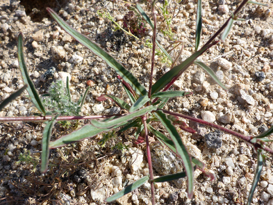 Linear leaves