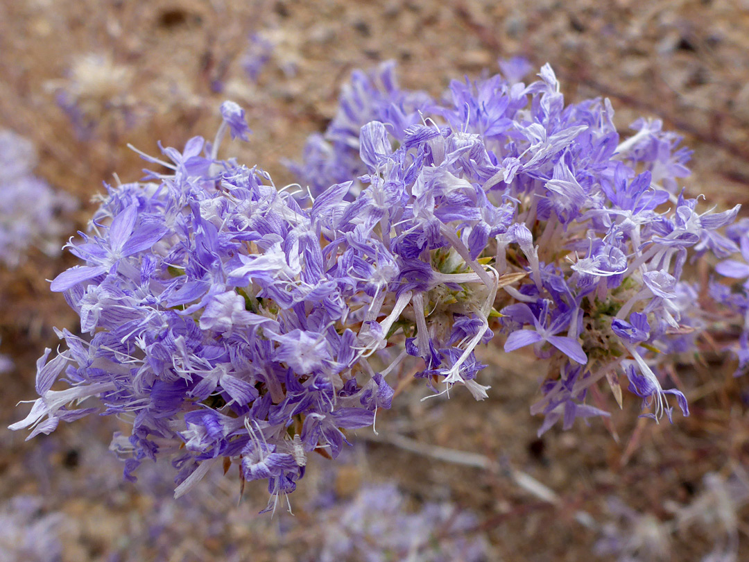 Withering, blue-purple flowers
