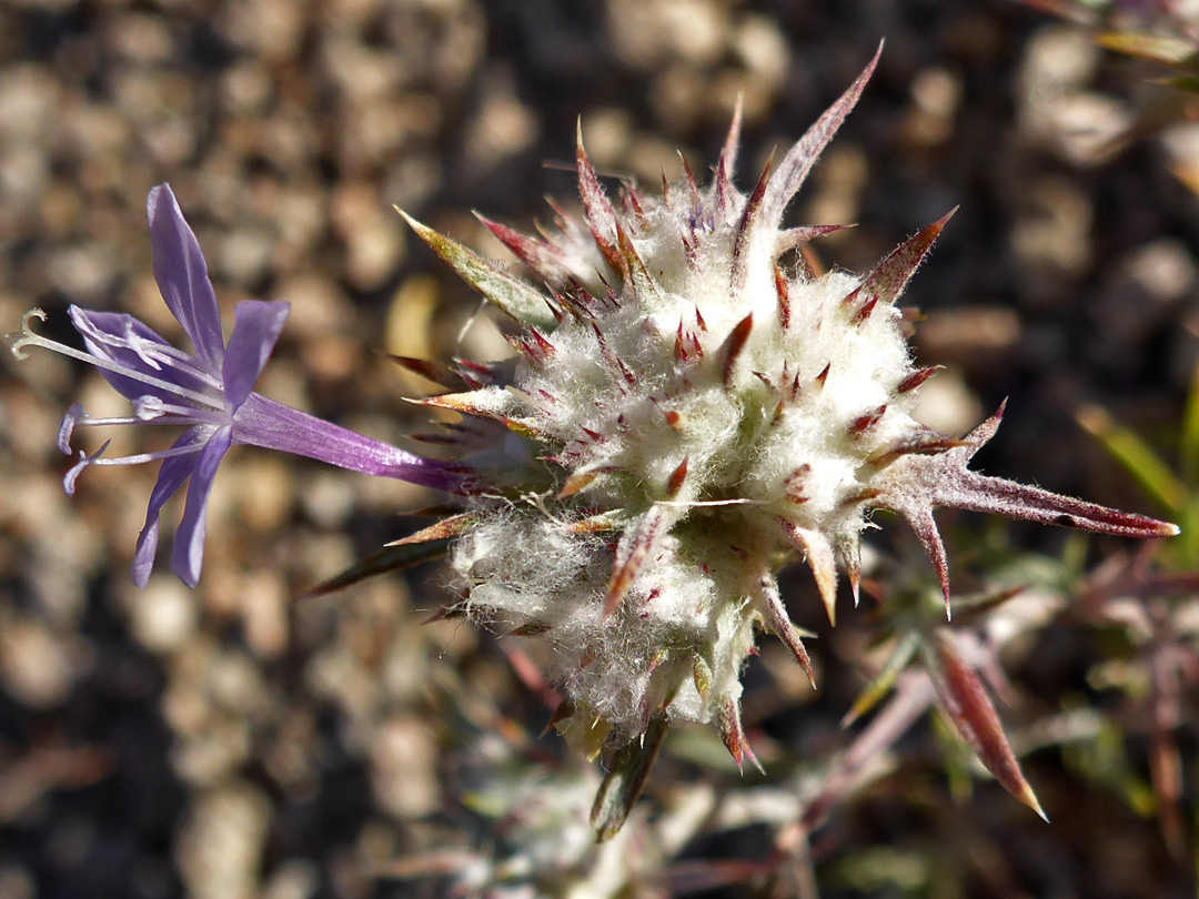 Woolly-hairy inflorescence