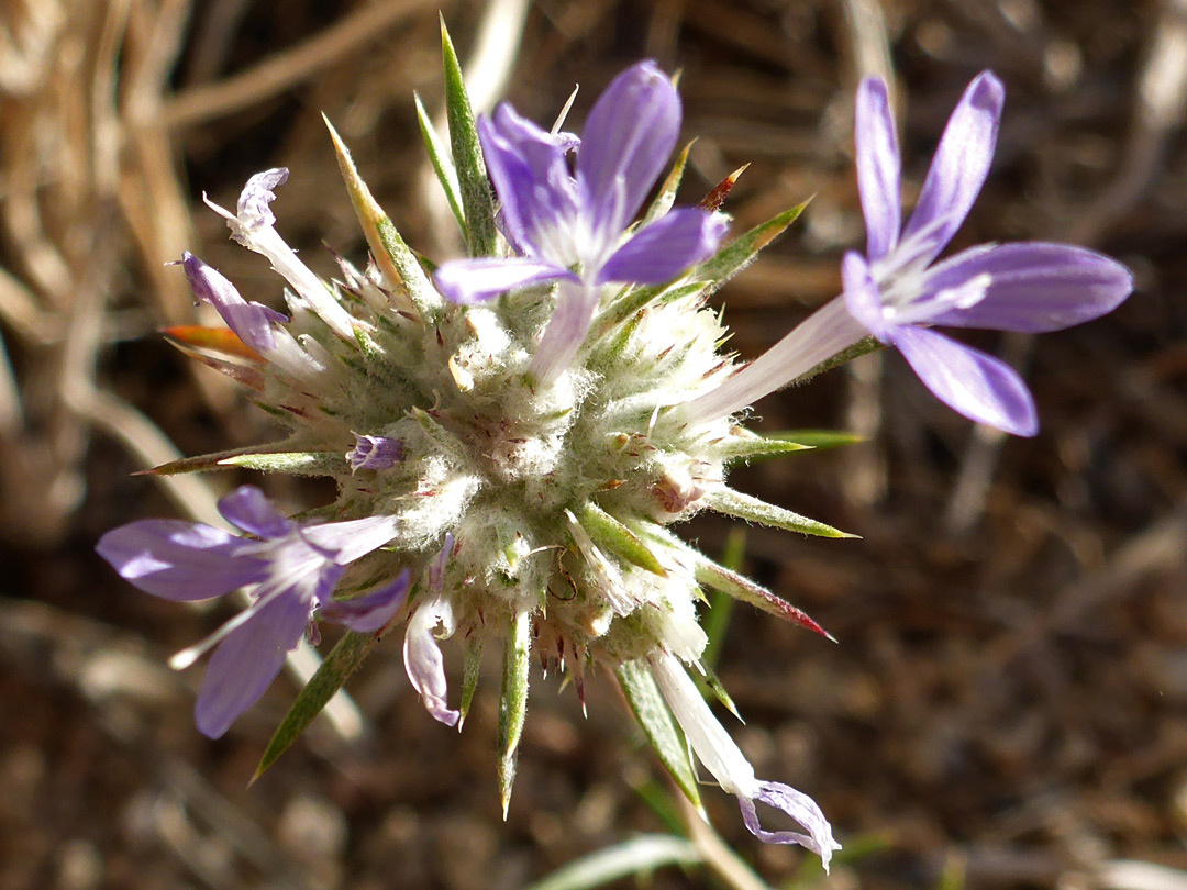 Three flowers