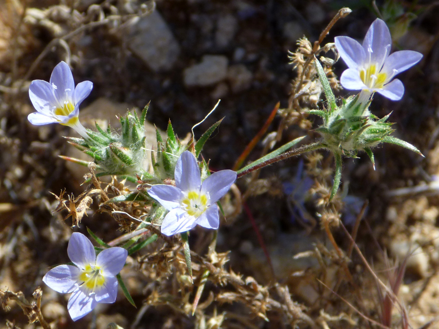 Flowers and bracts