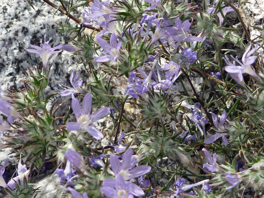 Flowers and bracts