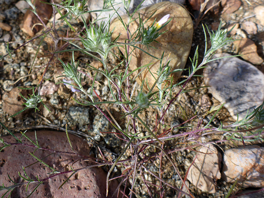 Thin, purplish stems