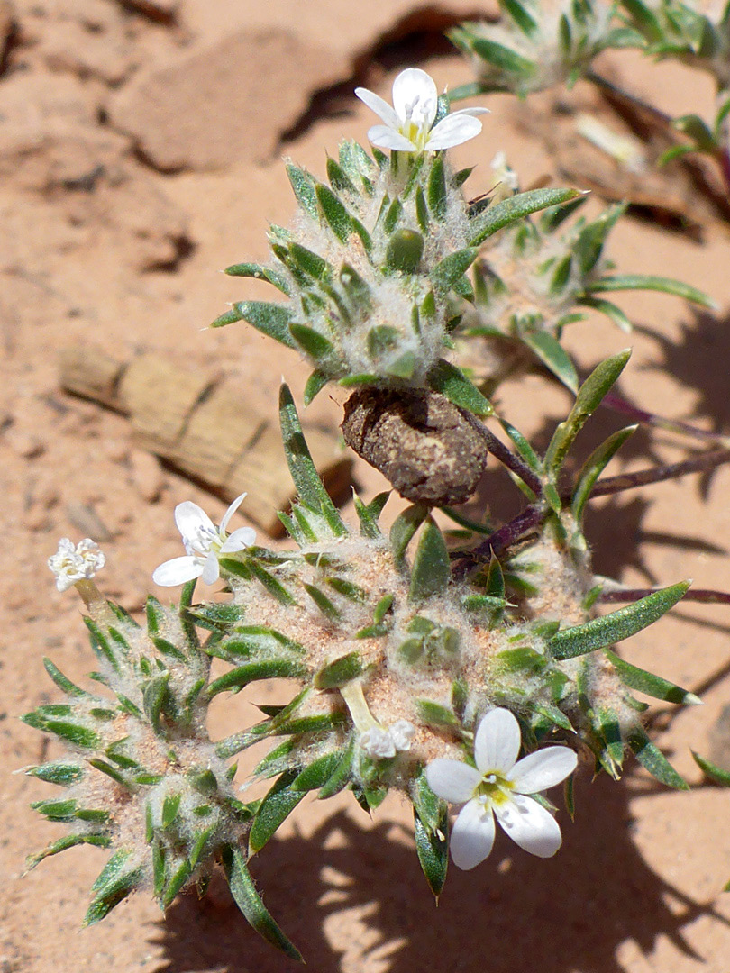 Sandy plant