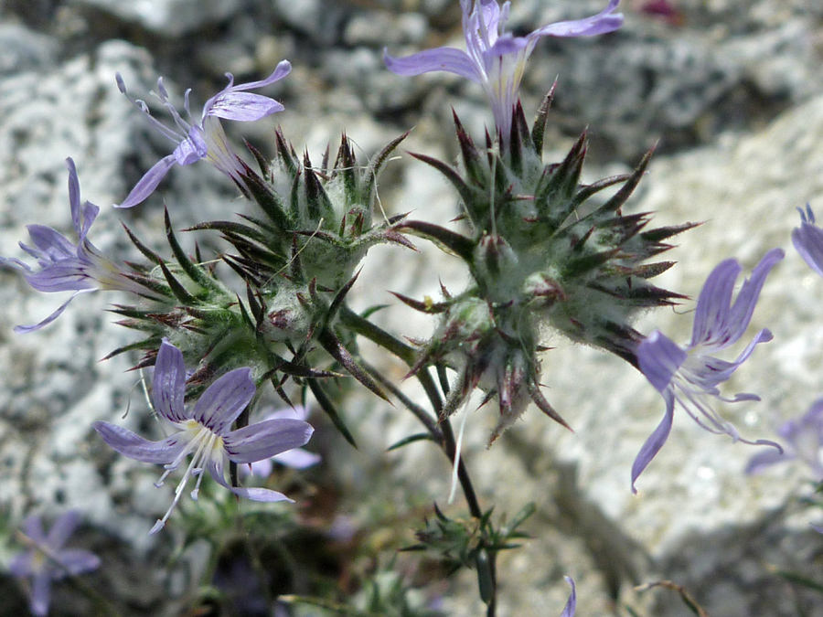 Flowerheads and bracts