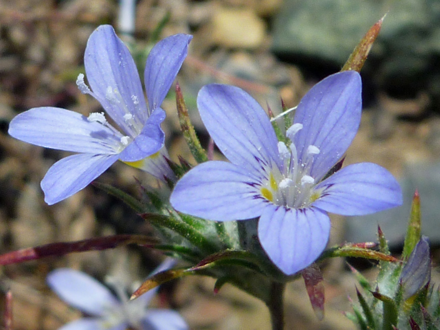 White anthers