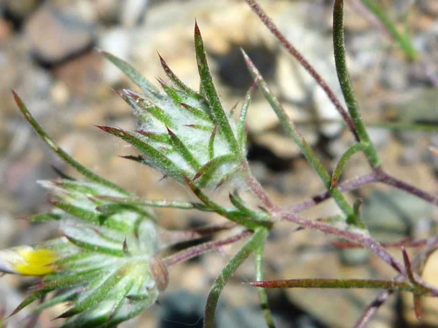 Pointed bracts