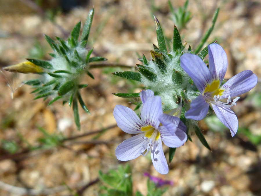 Two flowers