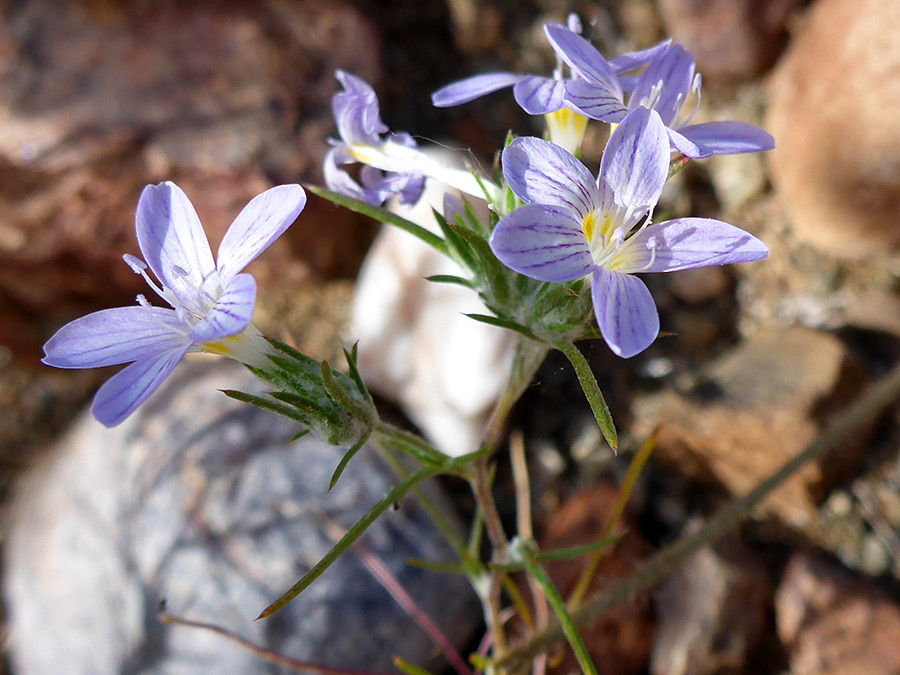 Group of flowers