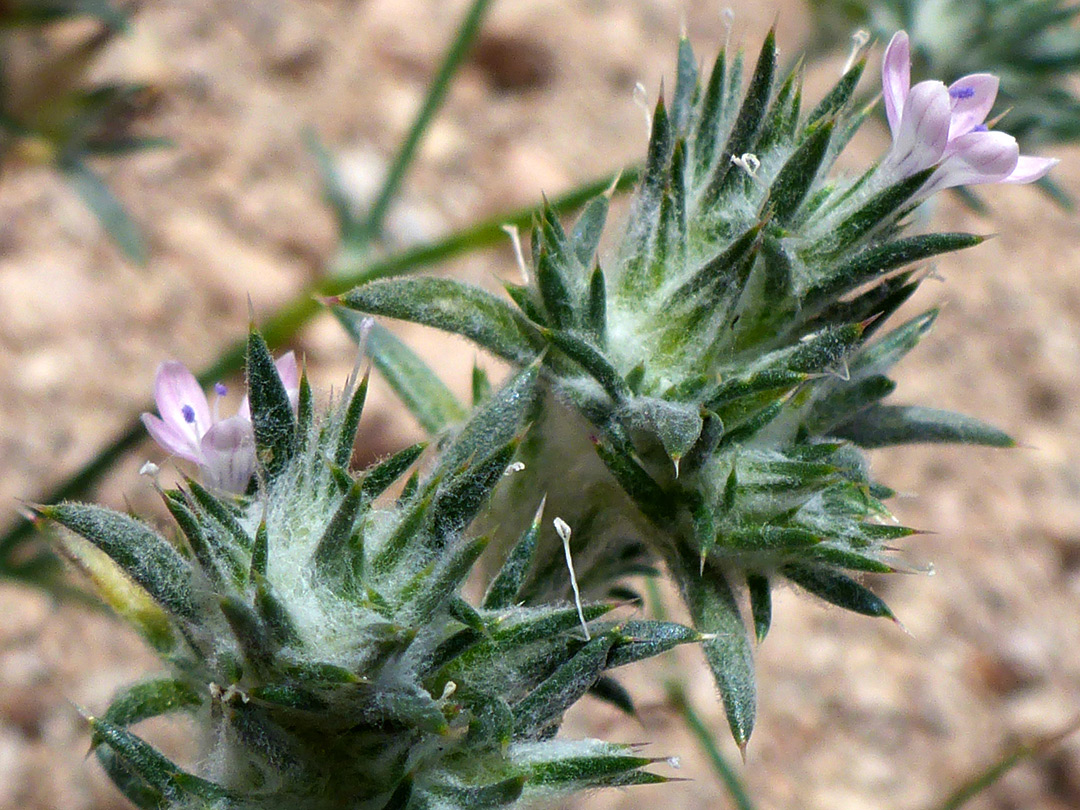 Flowers and bracts