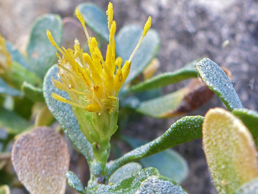 Exserted stamens