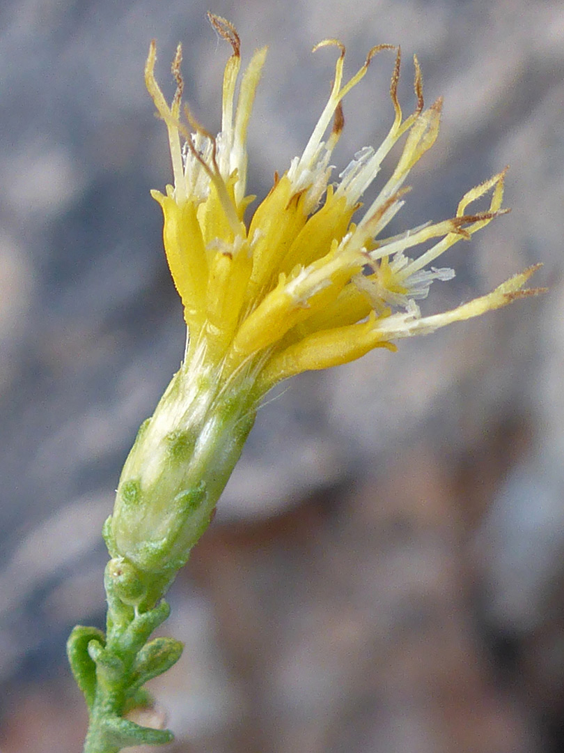 Slender involucre