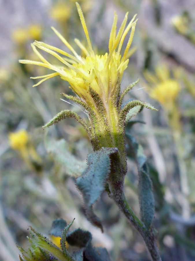 Yellow flowerhead