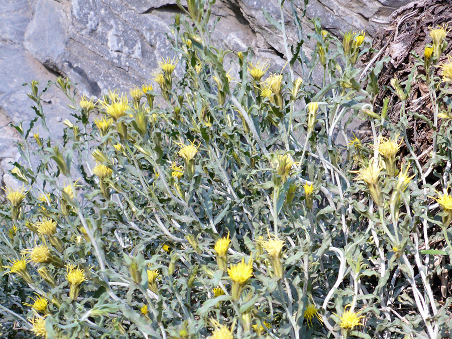 Many flowerheads