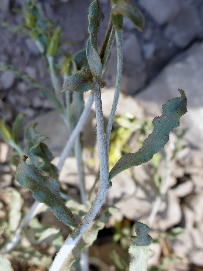 Stem and leaves